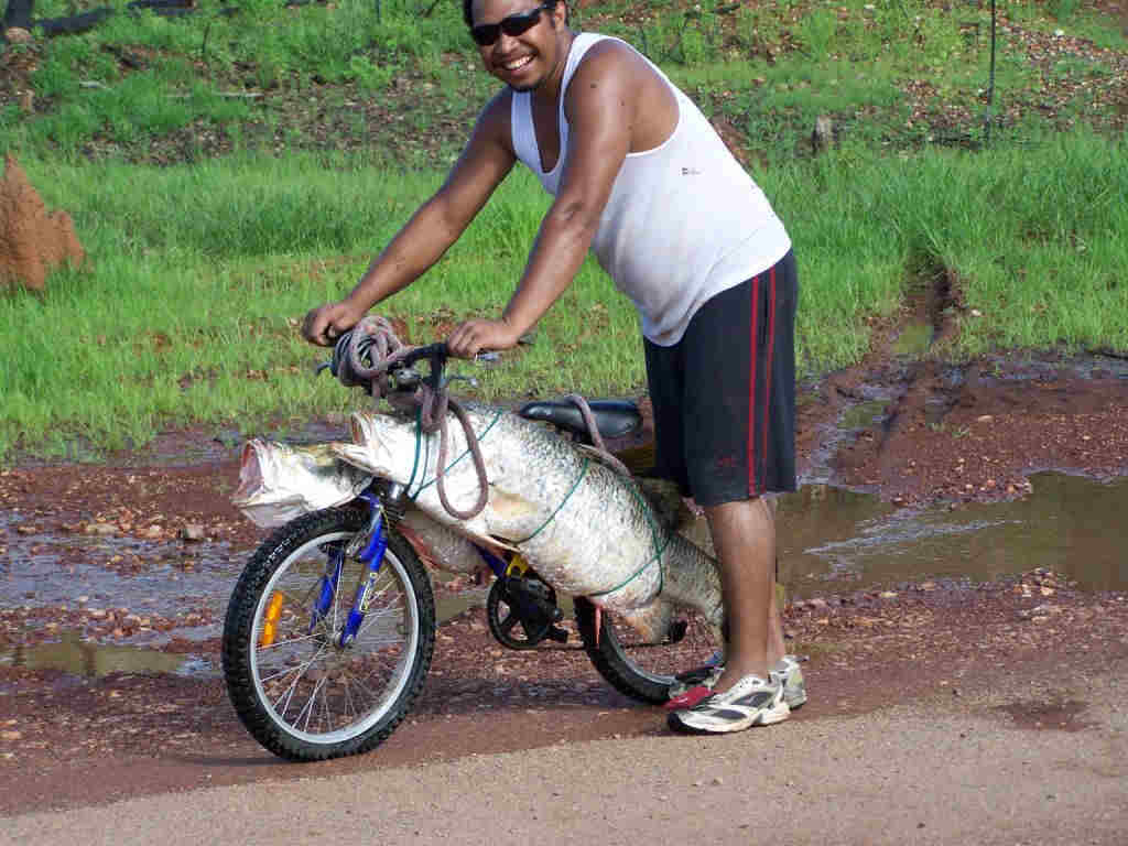 Barra fishing in the Isa