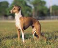 Greyhound dog