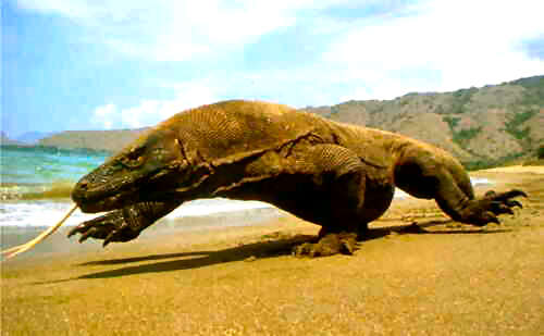 Komodo Dragon