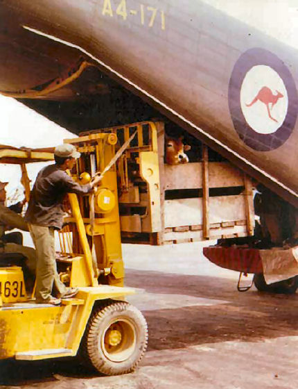 Loading live cattle for transport