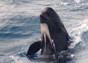 Long-finned Pilot Whales 